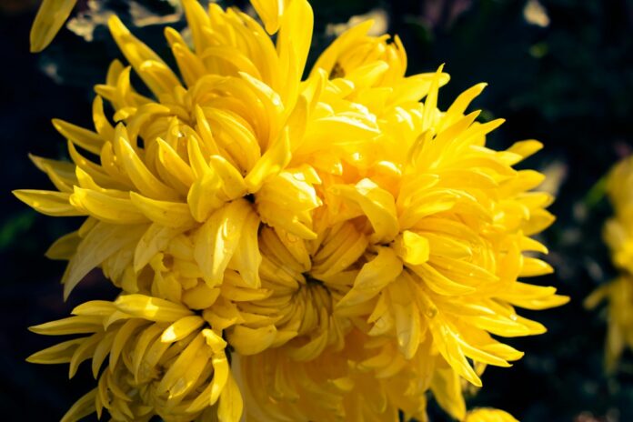 Birth Month Flowers