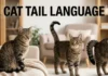 Cat Tail Language Explained: A Complete Guide to 10 Tail Positions, Flicks, Wags, and What Your Cat Is Trying to Tell You Cat Tail Language
